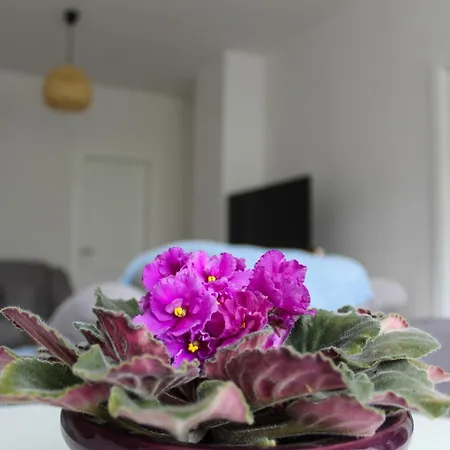Hit Appartement